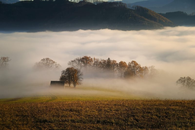 Enchanted Forests