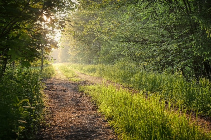 Forest Path Mystery